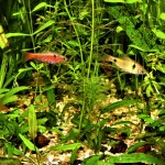 Odessa u.Prachtbarben