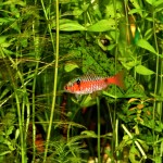 Odessabarbe Männchen