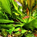 Odessabarbe und Kardinalfisch