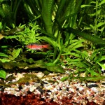 Odessabarbe_ Puntus padamya