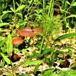 Prachtbarben Puntius chonchonius