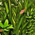 Prachtbarben u. Rubinbärblinge