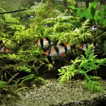 Sumatra.u.Keilfleckbarbe